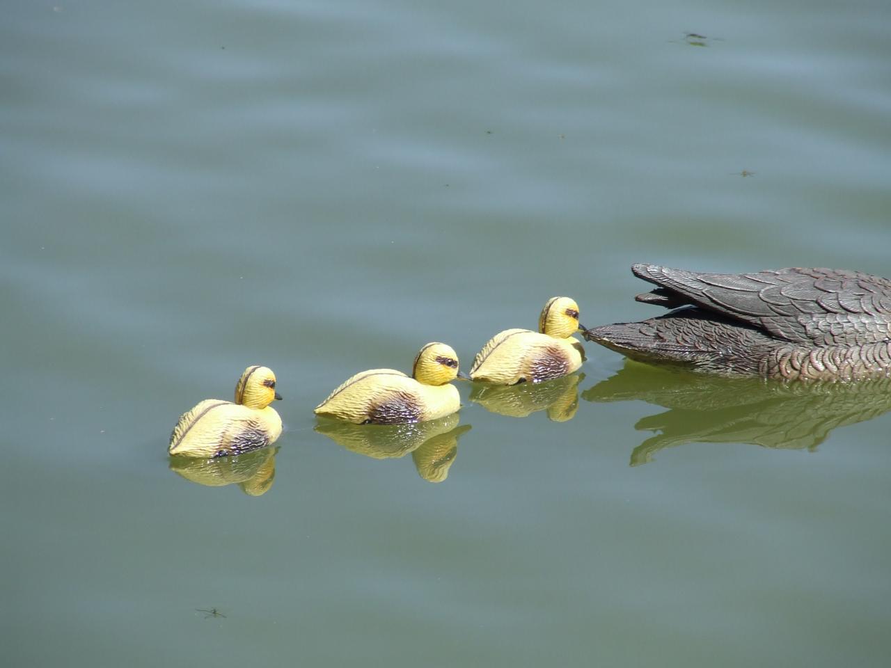 canard de olivier